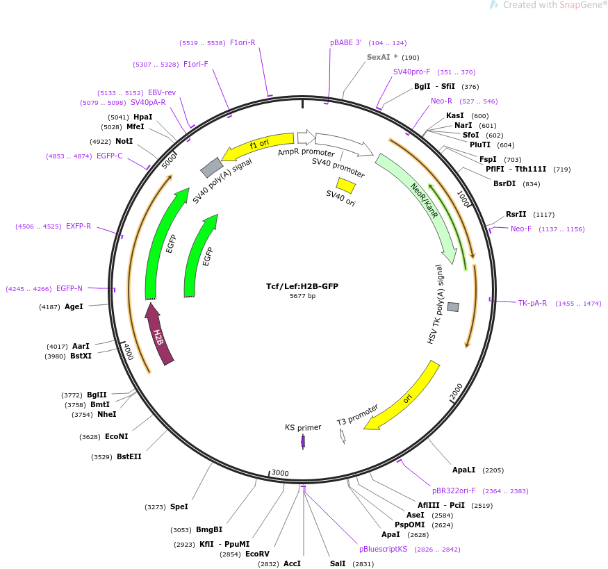 Tcf Lef H2B-GFP质粒图谱